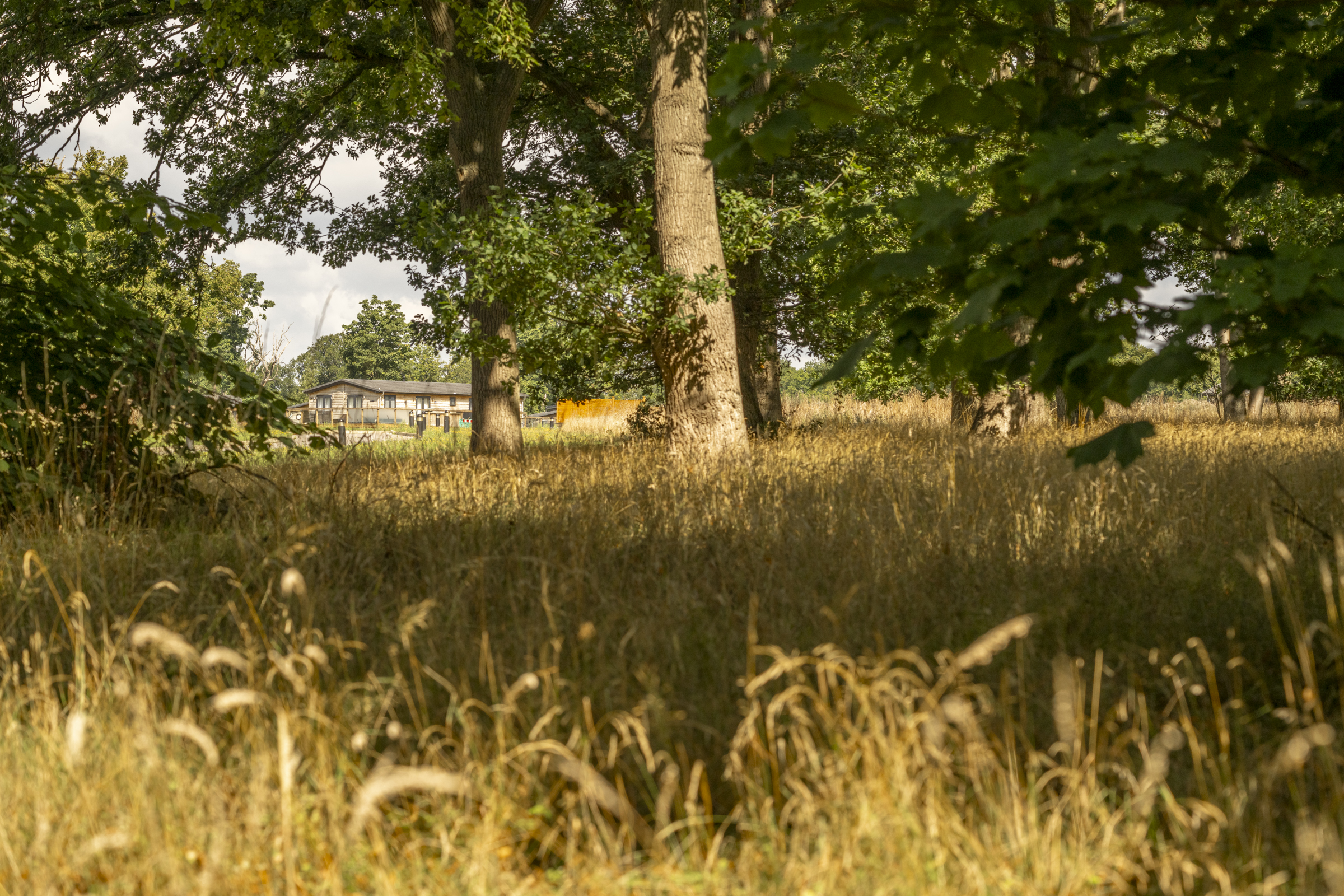 Soft grasses and trees at Aspen Lodge Escape