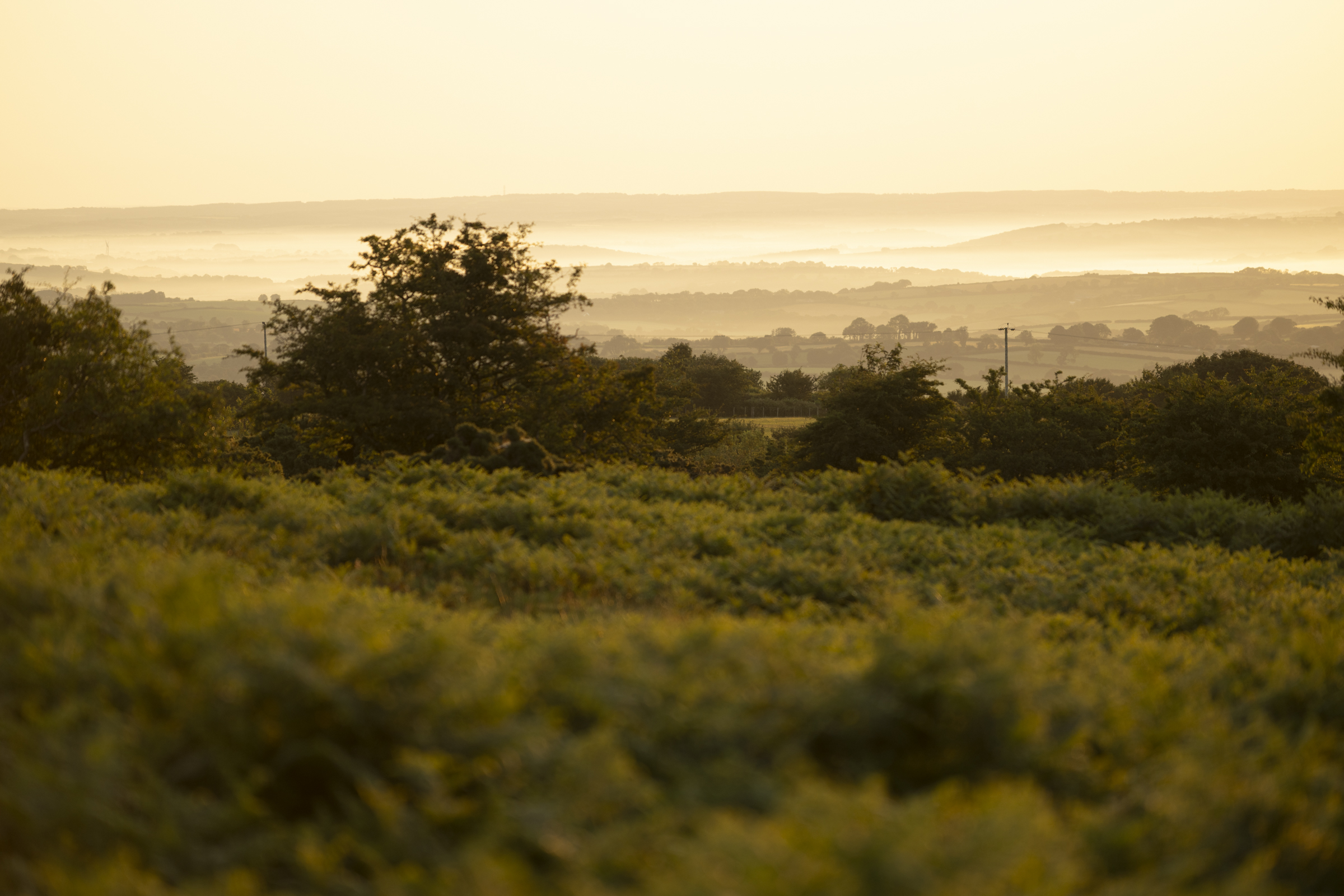 Moor at sunrise