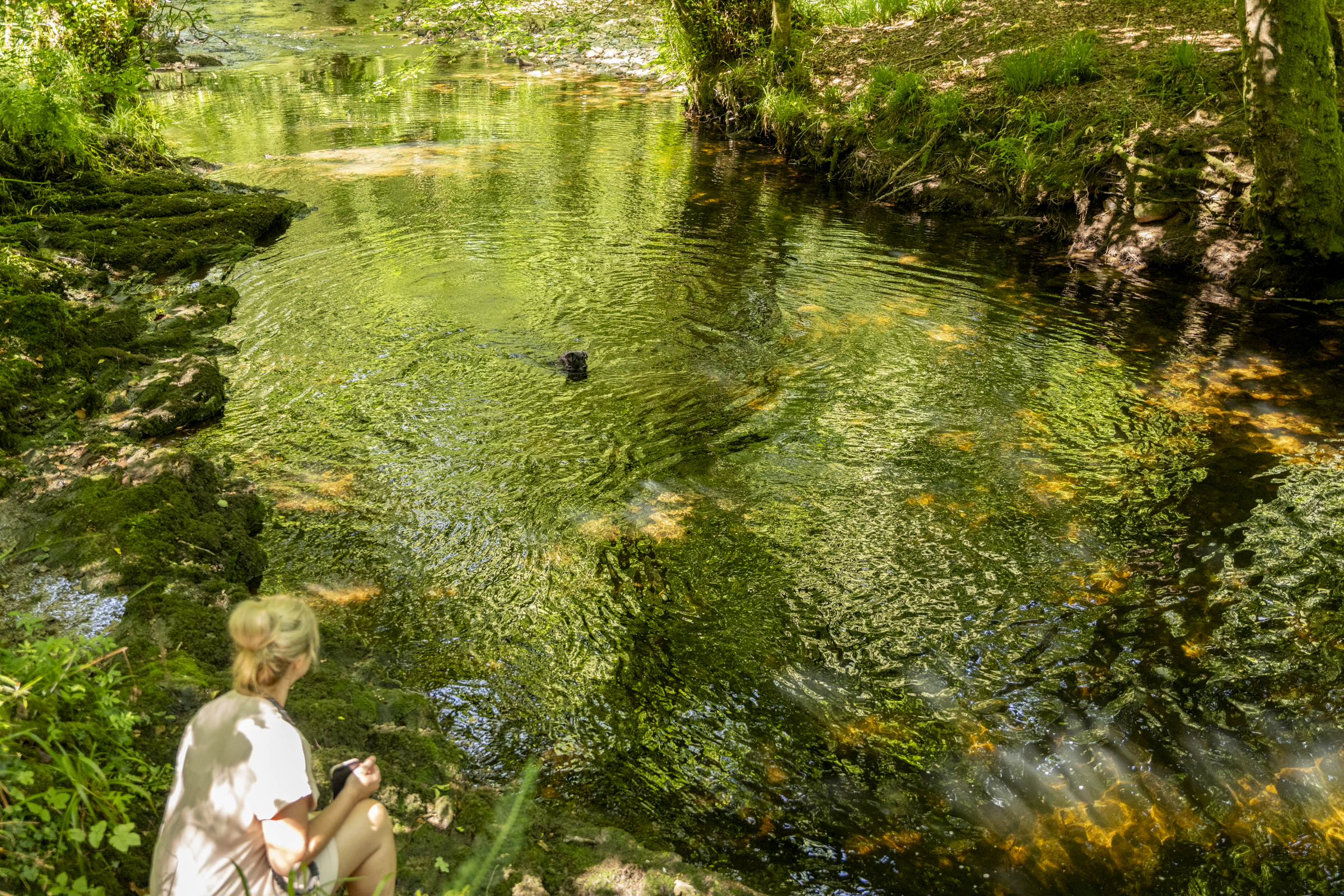 Dog swimming in the River Fowey at Doublebois
