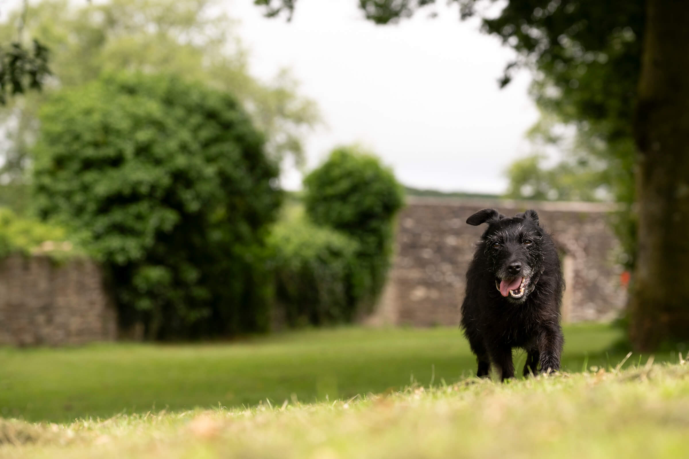 Dog with tongue out in exercise field at Doublebois
